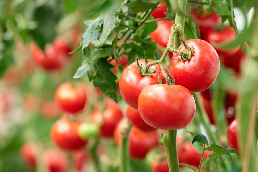 tomato on vine